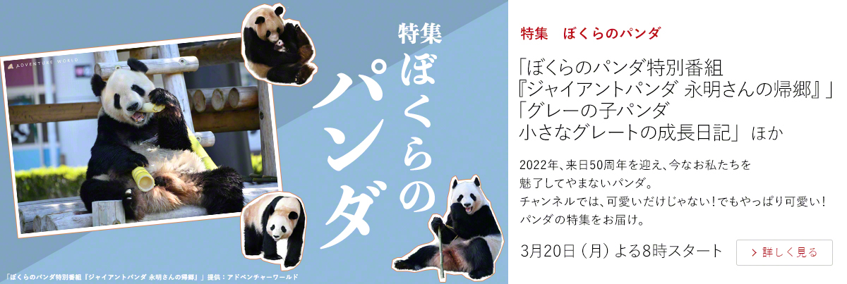 特集　ぼくらのパンダ　「ぼくらのパンダ特別番組『ジャイアントパンダ 永明さんの帰郷』」 「グレーの子パンダ　小さなグレートの成長日記」 ほか  2022年、来日50周年を迎え、今なお私たちを魅了してやまないパンダ。 チャンネルでは、可愛いだけじゃない！でもやっぱり可愛い！パンダの特集をお届け。  3月20日（月）よる8時スタート