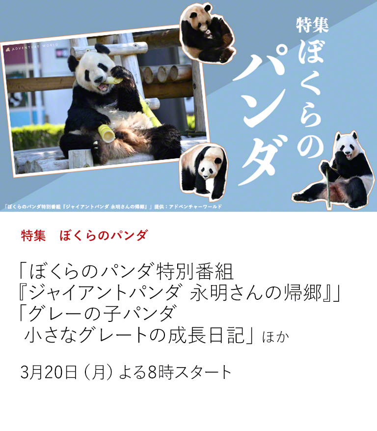 特集　ぼくらのパンダ　「ぼくらのパンダ特別番組『ジャイアントパンダ 永明さんの帰郷』」 「グレーの子パンダ　小さなグレートの成長日記」 ほか  2022年、来日50周年を迎え、今なお私たちを魅了してやまないパンダ。 チャンネルでは、可愛いだけじゃない！でもやっぱり可愛い！パンダの特集をお届け。  3月20日（月）よる8時スタート